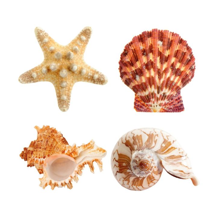 D&eacute;coration auto-collante Coquillages - Distripool